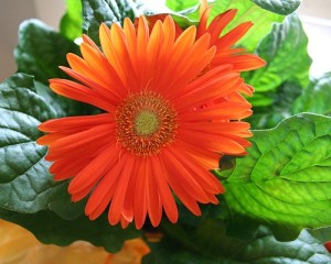 gerber daisy plant improves indoor air qualtiy