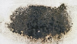 dangers of mold