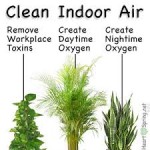 Plants Can Purify Your Indoor Air