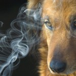 Pets-Harmed-and-Killed-by-Secondhand-Smoke